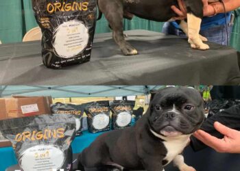 Origin Dog Supplement