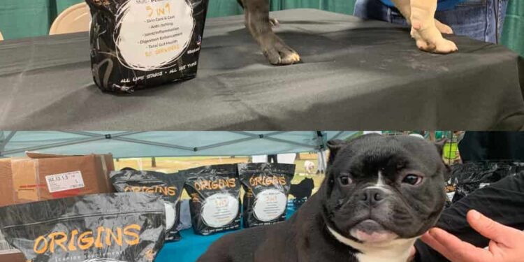 Origin Dog Supplement