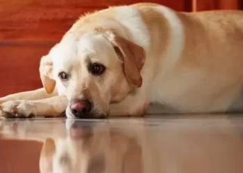 The Best Ways to Help Your Dog Detox