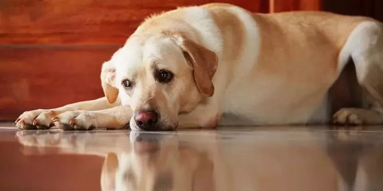 The Best Ways to Help Your Dog Detox