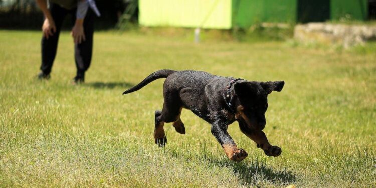 Training Time