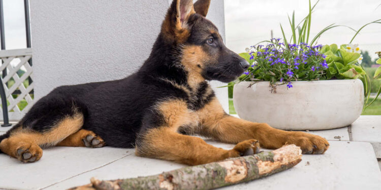 baby german shepherd puppy