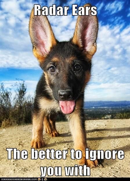 Baby German Shepherd Puppy - An Adorable Pet baby german shepherd