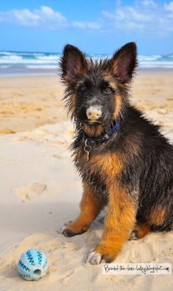 baby german shepherd