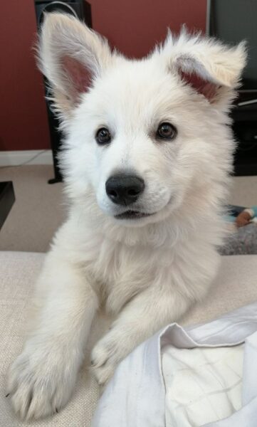 Baby German Shepherd Puppy - An Adorable Pet white baby german shepherd