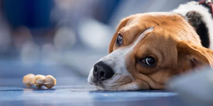 Anxiety in Dogs