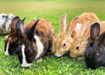 4 Meals You Should Feed Your Pet Rabbit Feed Your Pet Rabbit