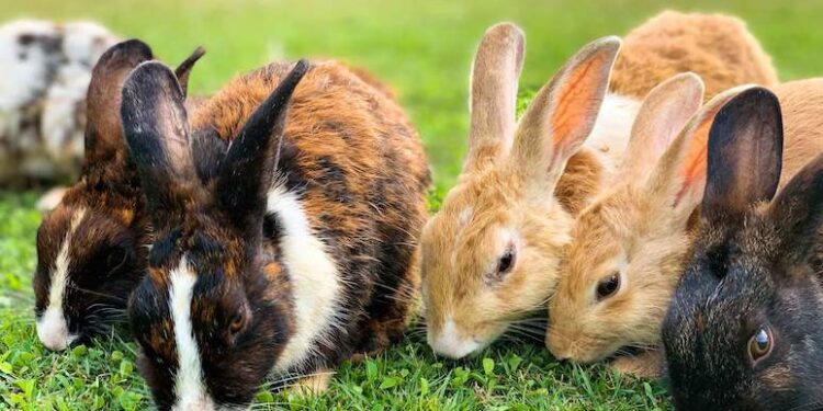 Feed Your Pet Rabbit