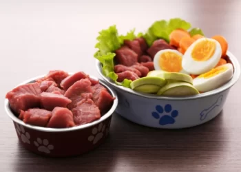 How Much Raw Food Should I Feed My Dog?