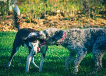 How to Protect Your Dog from Wild Animal Attacks