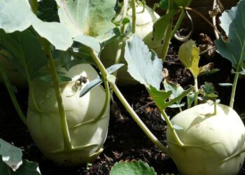 Can Dogs Eat Kohlrabi