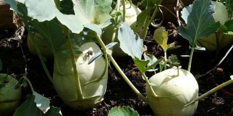 Can Dogs Eat Kohlrabi? Can Dogs Eat Kohlrabi