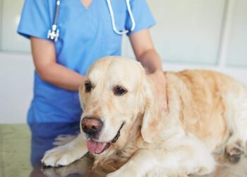 Cushing's Disease In Dogs