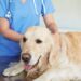 What is Canine Cushing’s Disease? Cushing's Disease In Dogs