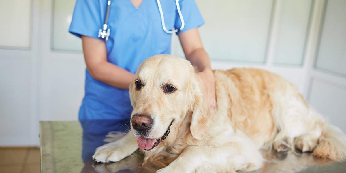 What Is Canine Cushing’s Disease? Pet Lovers