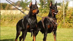 Doberman Dog Price In India | INR 15,000 To INR 50,000