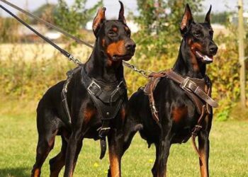 Doberman Dog Price In India