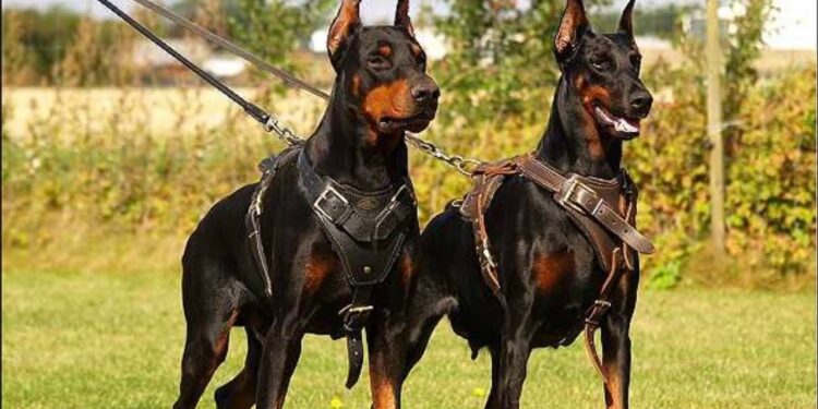 Doberman Dog Price In India