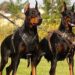 Doberman Dog Price In India Doberman Dog Price In India