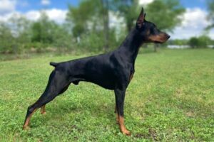 Doberman Dog Price In India | INR 15,000 To INR 50,000