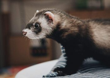 Ferret for a Pet