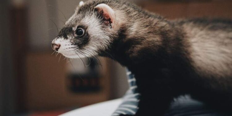 Ferret for a Pet