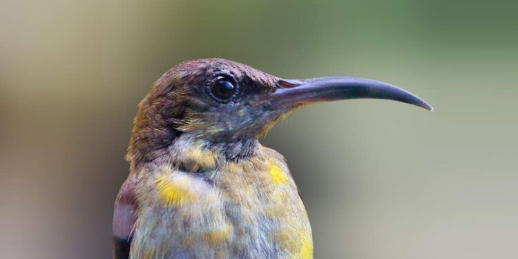 Small Bird With Long Beak