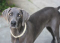 Weimaraner Pitbull Mix