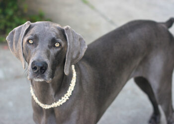 Weimaraner Pitbull Mix