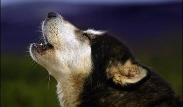 Why Dog Cries At Night