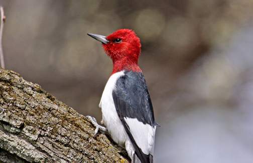 Small Bird With Long Beak Woodpeckers
