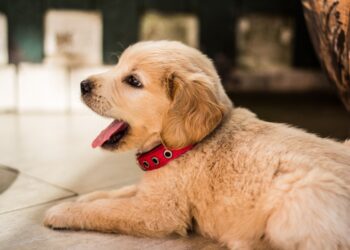 Getting Your Own Puppy