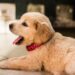 6 Things to Know Before Getting Your Own Puppy Getting Your Own Puppy