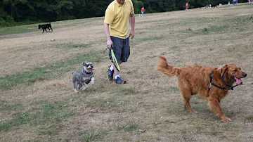 sheepfold dog park