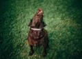 Why Dog Cries At Night