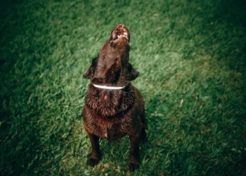 Why Dog Cries At Night