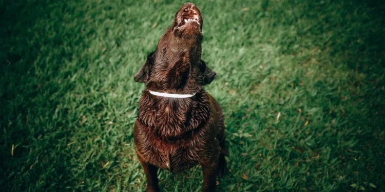 Why Dog Cries At Night Why Dog Cries At Night