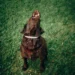 Why Dog Cries At Night Why Dog Cries At Night