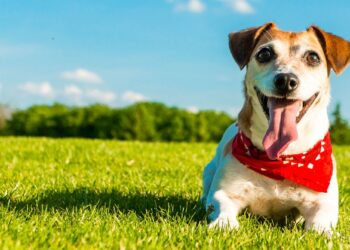 Dog Photography Tips
