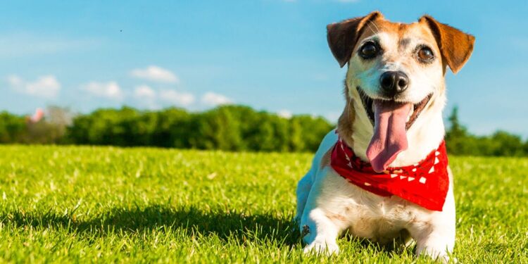 Dog Photography Tips