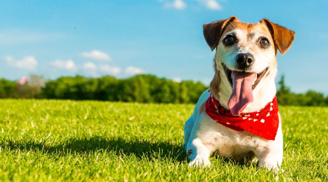 6 Dog Photography Tips For Perfect Pet Portraits PRB