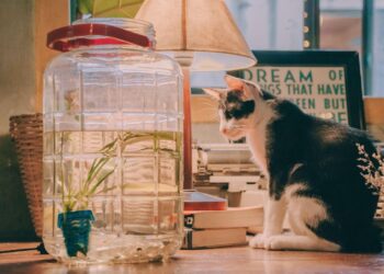 7 Tips to Caring For Your Indoor Cats