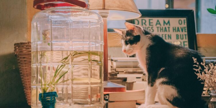 Getting a cat: Which character traits suits you best? 7 Tips to Caring For Your Indoor Cats