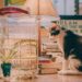 7 Tips to Caring For Your Indoor Cats