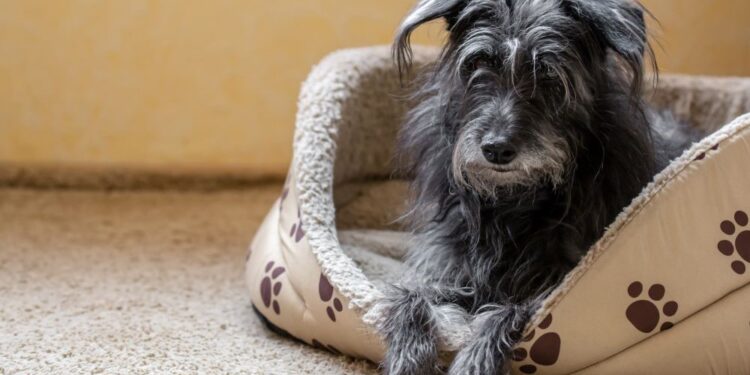 Dog Beds 101