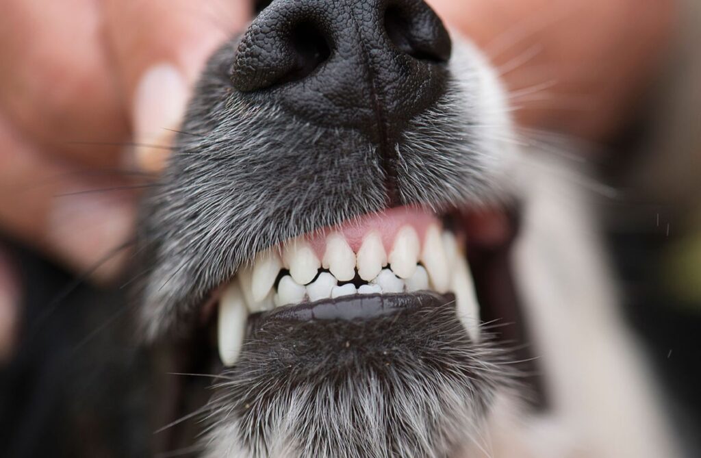 Dog Teeth