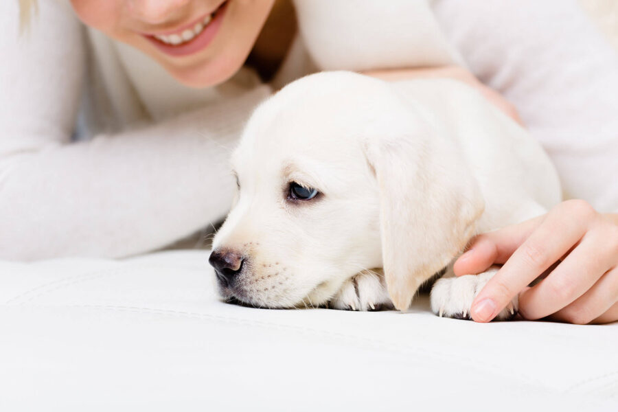 Does Your Puppy Experience Anxiety? Here's How to Help Your Pooch! Puppy Experience Anxiety