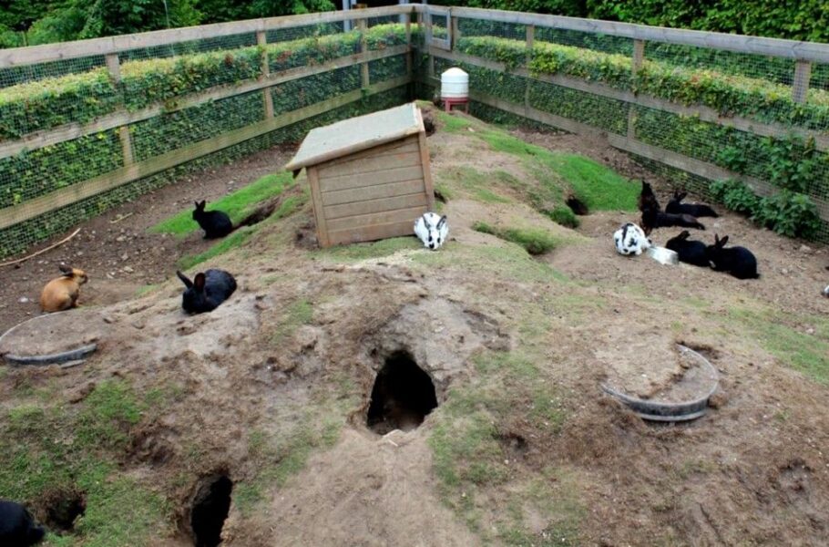 Best Accessories For Rabbits