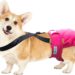 Best Dog Diaper Suspenders? dog diaper suspenders