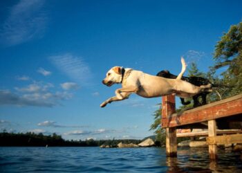 dog-friendly water sports